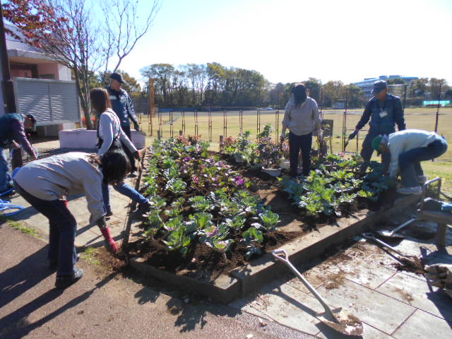2019葉ボタン植え替え2