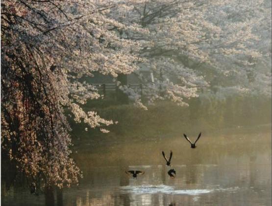 春の花島池