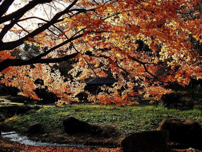 紅葉とせせらぎ
