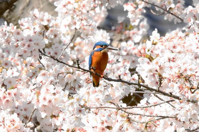 桜とカワセミ