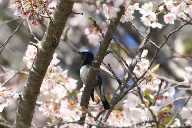 桜の枝にとまったオオルリ