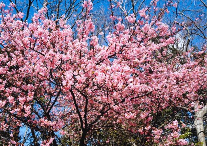 桜が咲いたよ！！