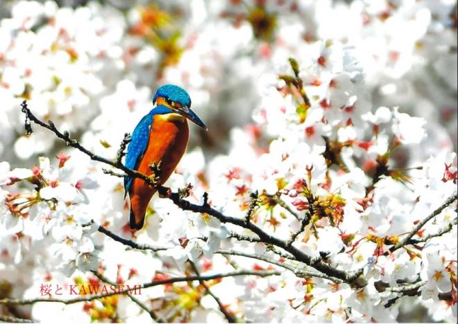 満開の桜とカワセミ