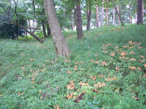 縄文小倉の森