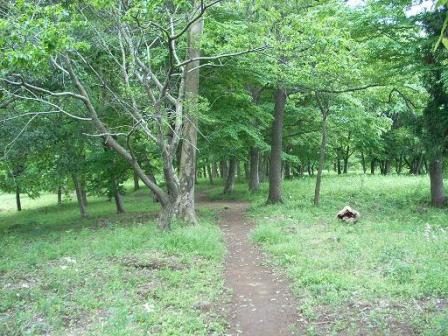 大宮の森