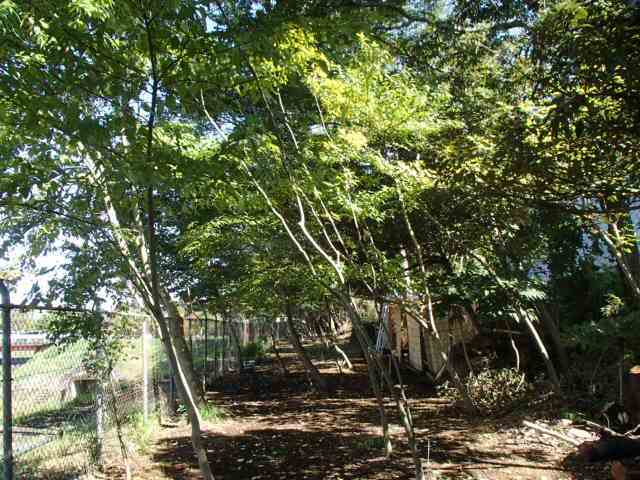 wakadai