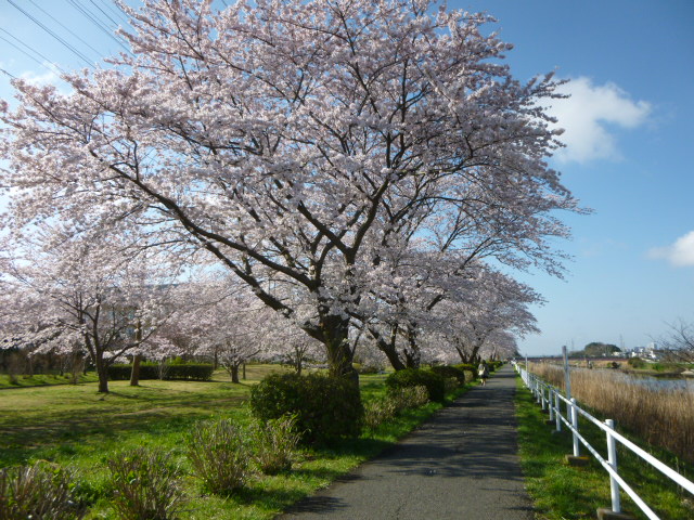 桜