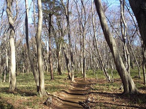 園生市民の森