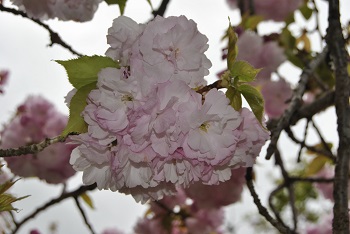 糸括