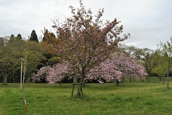 関山