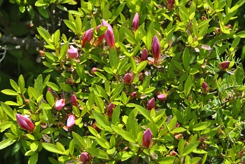 蕾