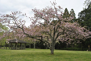 お花見広場