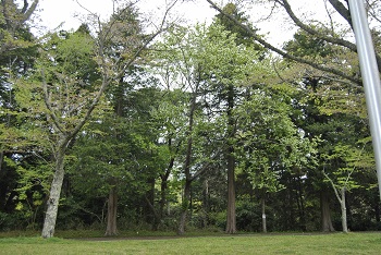 お花見広場