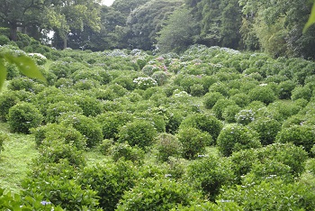 落葉樹林側からの様子