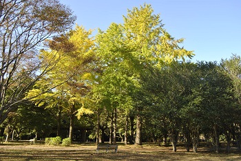 市町村の森