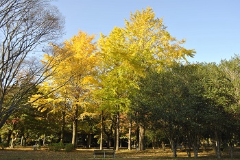 市町村の森