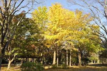 市町村の森