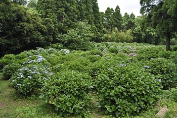 展望台付近からの様子