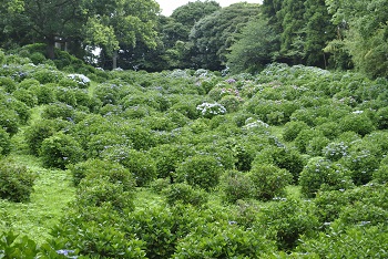 落葉広葉樹林側からの様子