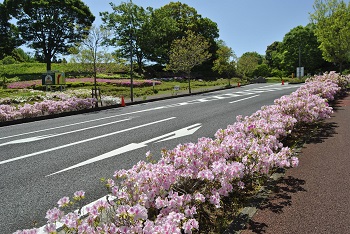 昭和の森園路
