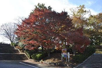 第1駐車場付近