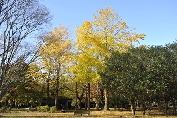 市町村の森