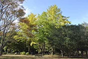 市町村の森