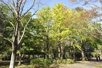 市町村の森