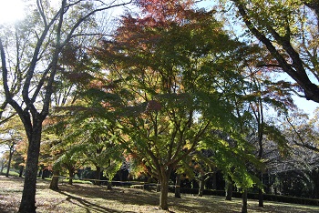 市町村の森