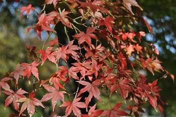 市町村の森