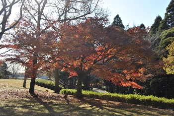 市町村の森