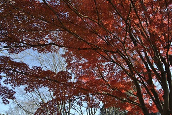 市町村の森