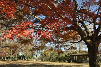 市町村の森