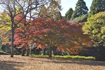 市町村の森