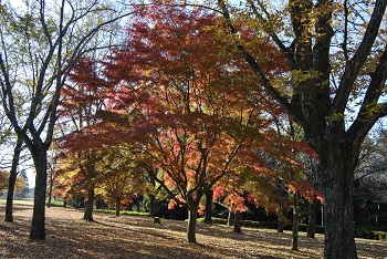 市町村の森