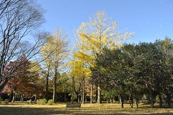 市町村の森