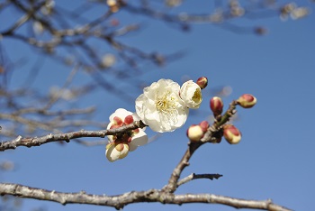一重野梅