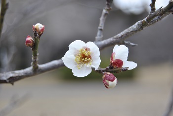 白加賀