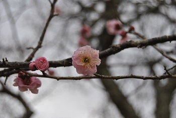 桜鏡