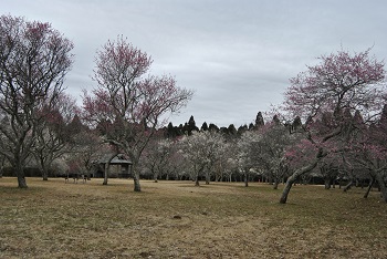 全体の様子