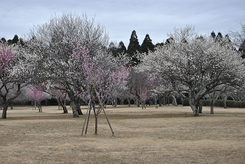 全体の様子
