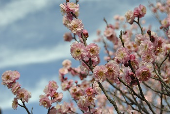 桜鏡