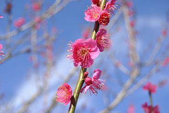 大盃