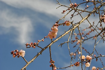 藤牡丹枝垂