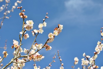 月世界
