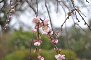 藤牡丹枝垂