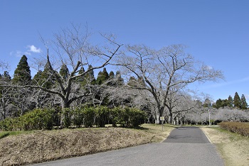 お花見広場