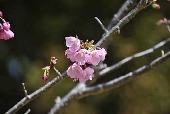 陽光