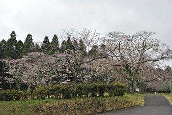 お花見広場