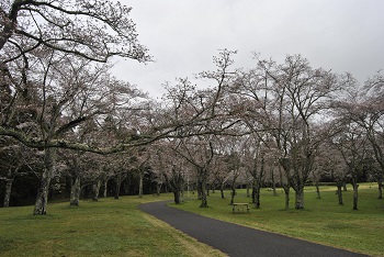 お花見広場